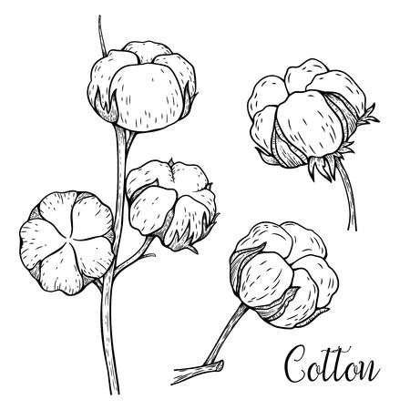 Hand drawn set of cotton branches. Cotton flower buds and seed pods in vintage engraved style. Botanical art isolated on white background. Vector illustration for print, poster, decoration and other design.のイラスト素材