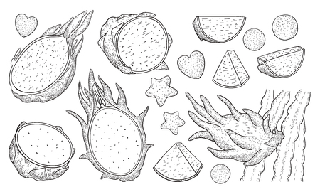 Dragon fruit.Pitaya.Pitahaya whole and sliced exotic fruit isolated on white background.Energy food,refreshing cocktail product for restaurants and cafes.Hand drawn engraving style vectorのイラスト素材
