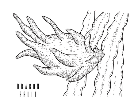Dragon fruit.Pitaya.Pitahaya exotic cactus fruit isolated on white background.Energy food,refreshing cocktail product for restaurants and cafes.Hand drawn engraving style vectorのイラスト素材