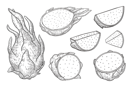 Dragon fruit.Pitaya.Pitahaya whole and sliced exotic fruit isolated on white background.Energy food,refreshing cocktail product for restaurants and cafes.Hand drawn engraving style vectorのイラスト素材