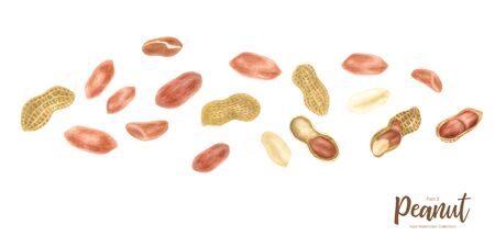 Peanut. Groundnut whole , halves, in shell and individual kernels isolated on white background set.Traditional and healthy peanut butter breakfast food. Watercolor illustration.の写真素材