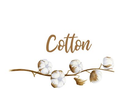 Cotton. Dry branch an lettering on white background. Eco product illustration.Cotton flower buds in vintage style. Botanical art .Watercolor logo illustration.の写真素材