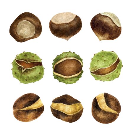 Chestnut nuts set isolated on white background.Traditional thanksgiving food, autumn holidays and a healthy diet.For crafts with children.Hand drawn watercolor illustration.の写真素材