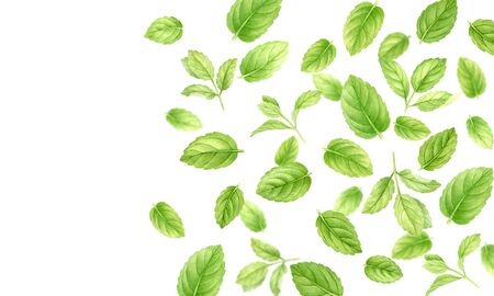 Fresh mint leaves and stems pattern isolated on white background, top view. Close up of peppermint. Spice medical and kitchen herbs digital clip art.Watercolor food and healthcare illustrationの写真素材