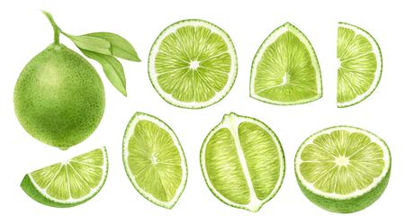 Lime fruits whole, half, slice, cut isolated on white background.Top view, side view exotic citrus. Halthy food digital clip art.Watercolor illustration.の写真素材