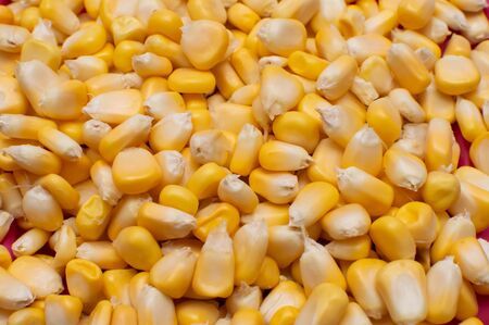 Close up shot of boiled corns spread in a container
