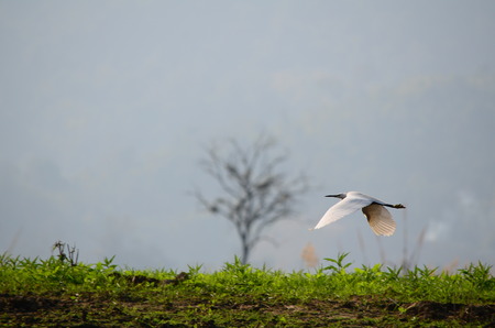 Flying Great White Egretの写真素材