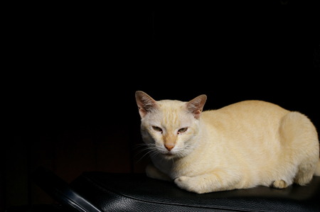 The cat sat on motorcycle seatの写真素材