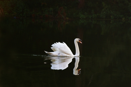 White swan with reflectionの写真素材