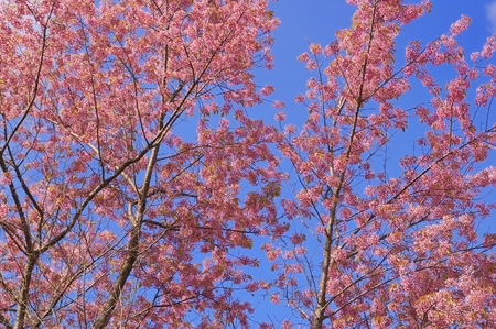 Wild Himalayan Cherry with blue sky in backgroundの写真素材