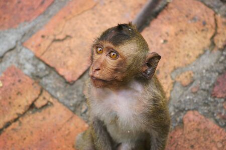 Little monkey on floorの写真素材