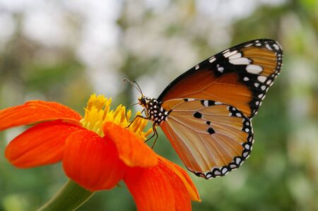 Butterfly on  flowerの写真素材