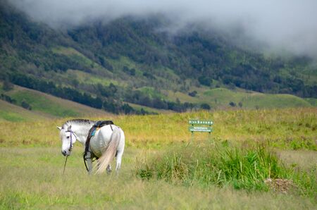 White horse in savannah at Bromo, Indonesiaの写真素材