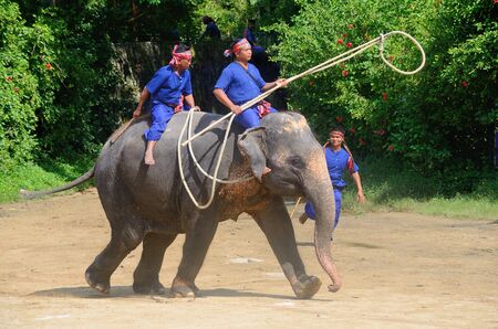 NAKHON PATHOM-OCT-31: The Elephant round-up show  at Sam Pran Crocodile Farm on Oct31, 2015 in Nakhon Pathom, Thailand.のeditorial素材