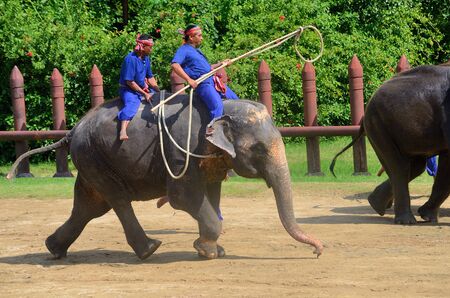 NAKHON PATHOM-OCT-31: The Elephant round-up show  at Sam Pran Crocodile Farm on Oct31, 2015 in Nakhon Pathom, Thailand.のeditorial素材
