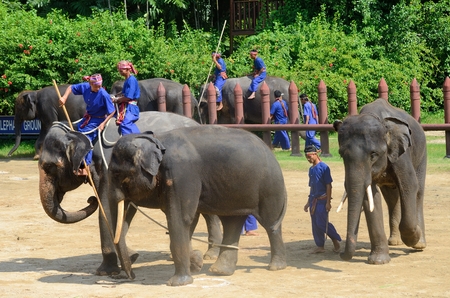 NAKHON PATHOM-OCT-31: The Elephant round-up show  at Sam Pran Crocodile Farm on Oct31, 2015 in Nakhon Pathom, Thailand.のeditorial素材