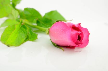 Pink rose isolated with white backgroundの写真素材