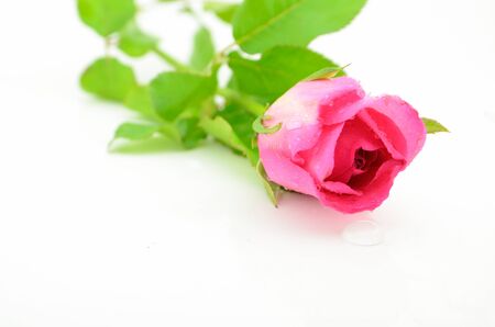 Pink rose isolated with white backgroundの写真素材