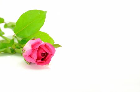 Pink rose isolated with white backgroundの写真素材