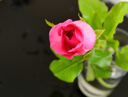 Pink rose in glass isolated with black backgroundの写真素材