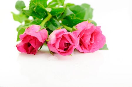 Pink roses isolated with white backgroundの写真素材