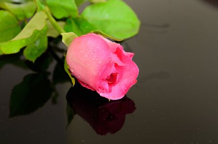 Pink rose isolated with black backgroundの写真素材