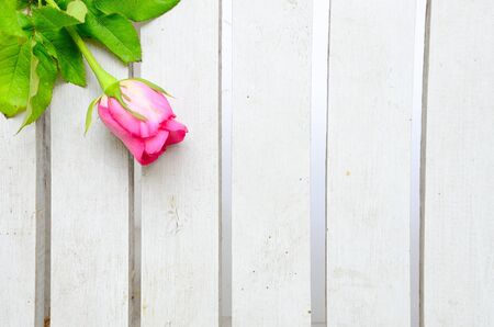 Pink rose on white woodの写真素材