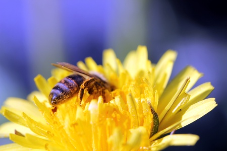bee 3の写真素材