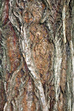 wood textureの写真素材