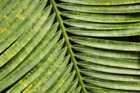 leafe structureの写真素材