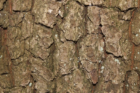 wood texture
