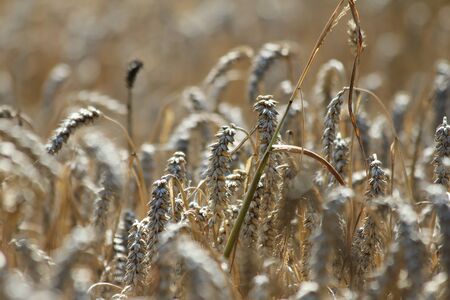 wheat fieldの写真素材