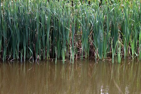 swampの写真素材