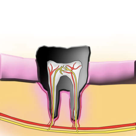 tooth illustrationの写真素材