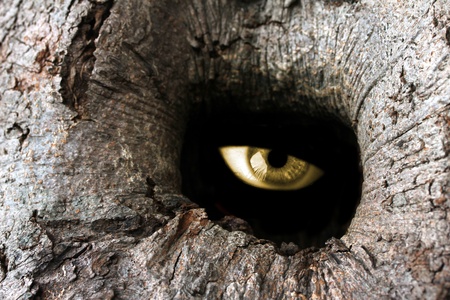 tree hole eyeの写真素材