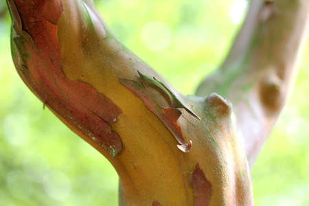 tropical tree bark
