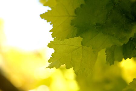 yellow leafe blur