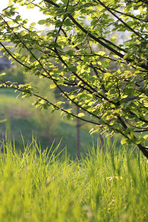 european forestの写真素材