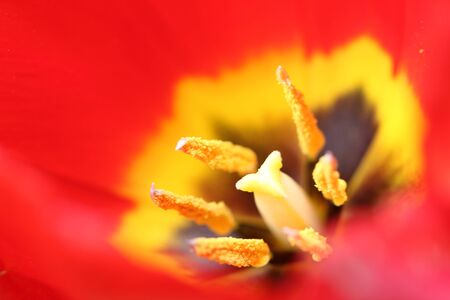 flower blurの写真素材