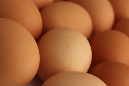 plain eggsの写真素材