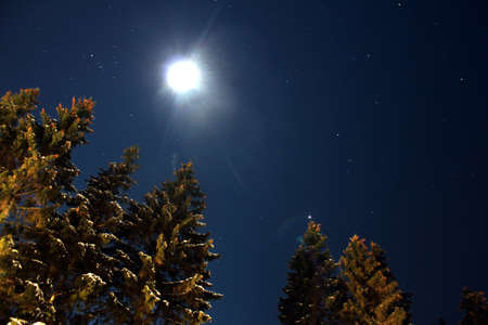 snow trees at nightの写真素材