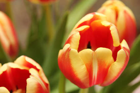 great flowersの写真素材