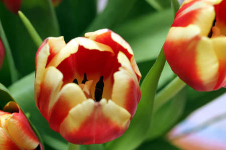 great flowersの写真素材
