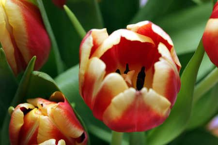great flowersの写真素材