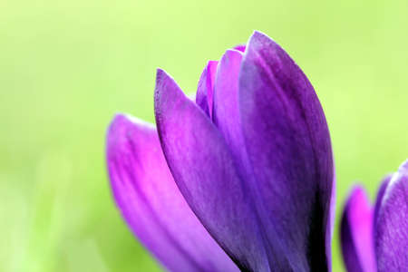 spring crocus flowersの写真素材