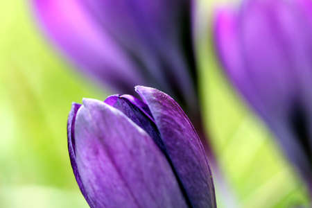 spring crocus flowersの写真素材