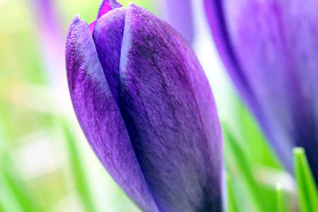 spring crocus flowersの写真素材