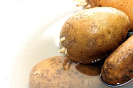 potatoesの写真素材