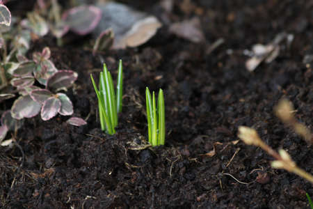 first spring signsの写真素材