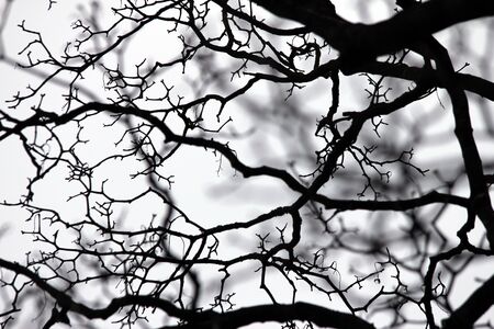 black and white branches backgroundの写真素材